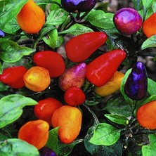 Zengarden Orta Acı Süs Biberi Tohumu Aurora Ornamental Pepper