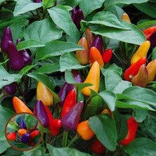 Zengarden Orta Acı Süs Biberi Tohumu Aurora Ornamental Pepper