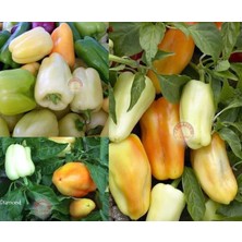 Zengarden Diamond Dolmalık Biber Tohumu Diamond Bell Pepper