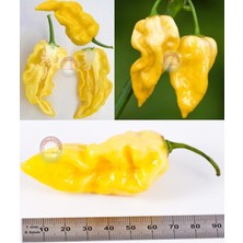 Zengarden Limon Habanero Biber Tohumu Çok Acı