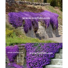 Zengarden Mor Sarkan Aubrieta Tohumu Çiçekli Obrezya Cascade Tohumu