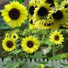 Zengarden Limon Ayçiçeği Tohumu Lemon Queen Sunflower