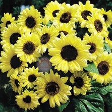 Zengarden Valentine Ayçiçeği Tohumu Sevgililer Günü Helianthus Annuus