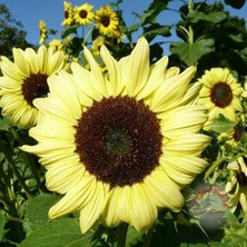 Zengarden Valentine Ayçiçeği Tohumu Sevgililer Günü Helianthus Annuus