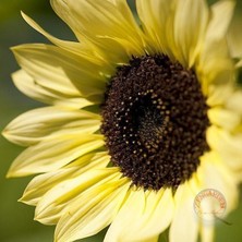 Zengarden Valentine Ayçiçeği Tohumu Sevgililer Günü Helianthus Annuus