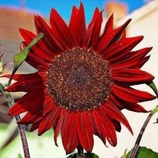 Zengarden Alev Kırmızı Ayçiçeği Tohumu Red Sun Sunflower Helianthus Annuus