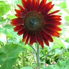 Zengarden Alev Kırmızı Ayçiçeği Tohumu Red Sun Sunflower Helianthus Annuus