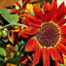 Zengarden Alev Kırmızı Ayçiçeği Tohumu Red Sun Sunflower Helianthus Annuus