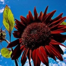 Zengarden Alev Kırmızı Ayçiçeği Tohumu Red Sun Sunflower Helianthus Annuus