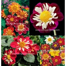 Zengarden Yıldız Çiçeği Tohumu Dahlia Collarette Karışımı