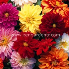 Zengarden Dahlia Yıldız Tohumu Karışımı Figaro ve Red Skin