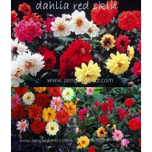 Zengarden Dahlia Yıldız Tohumu Karışımı Figaro ve Red Skin