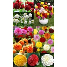 Zengarden Ponpon Yıldız Çiçeği Tohumu Dahlia Variabilis Pompon Mix