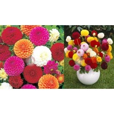 Zengarden Ponpon Yıldız Çiçeği Tohumu Dahlia Variabilis Pompon Mix