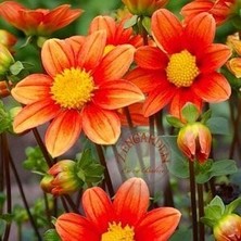 Zengarden Dahlia Mignon Tohumu Bodur Yıldız Çiçeği Tohumu Dahlia Variabilis