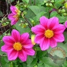 Zengarden Dahlia Mignon Tohumu Bodur Yıldız Çiçeği Tohumu Dahlia Variabilis