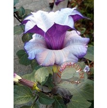 Zengarden Katmerli Mor Datura Tohumu Ballerina Serisi