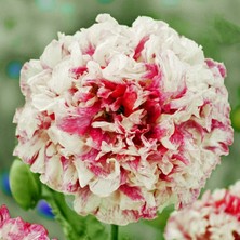 Zengarden Antik Şakayık Çiçekli Gelincik Tohumu Papaver Somniferum Flemish Antique Peony