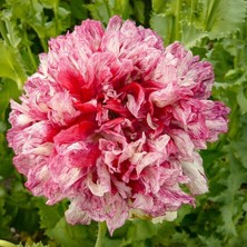 Zengarden Antik Şakayık Çiçekli Gelincik Tohumu Papaver Somniferum Flemish Antique Peony