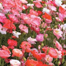 Zengarden Katlı Çiçekli Gelincik Tohumu Papaver Rhoeas Falling In Love