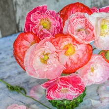 Zengarden Katlı Çiçekli Gelincik Tohumu Papaver Rhoeas Falling In Love