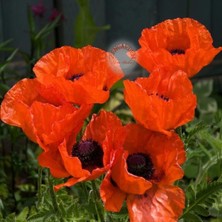 Zengarden Gelincik Tohumu Papaver Orientale Kırmızı Siyah Gözlü