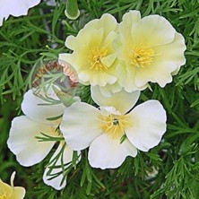 Zengarden Beyaz Eschscholzia Tohumu Acem Lalesi Californica Alba