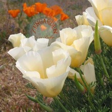 Zengarden Beyaz Eschscholzia Tohumu Acem Lalesi Californica Alba