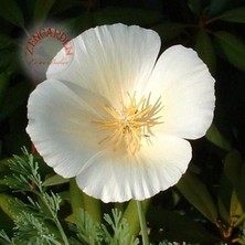 Zengarden Beyaz Eschscholzia Tohumu Acem Lalesi Californica Alba