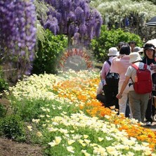 Zengarden Beyaz Eschscholzia Tohumu Acem Lalesi Californica Alba