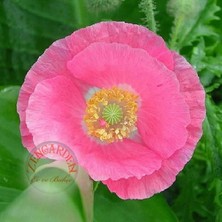 Zengarden Shirley Gelincik Tohumu Yalınkat Tüm Renkler Karışım Papaver Rhoeas