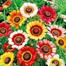 Zengarden Çingene Eteği 3 Renkli Papatya Tohumu Tricolor Daisy