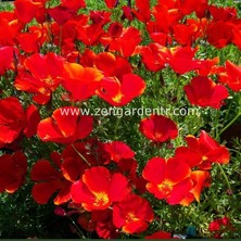 Zengarden Kırmızı Acem Lalesi Tohumu Eschscholzia Californica Red Chief