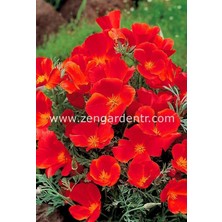 Zengarden Kırmızı Acem Lalesi Tohumu Eschscholzia Californica Red Chief