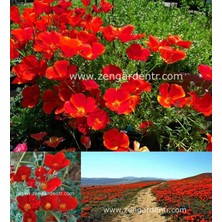 Zengarden Kırmızı Acem Lalesi Tohumu Eschscholzia Californica Red Chief