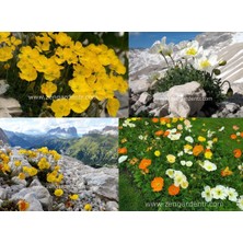 Zengarden Alp Gelincik Tohumu Papaver Alpinium Renkli Karışım