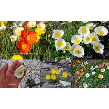 Zengarden Alp Gelincik Tohumu Papaver Alpinium Renkli Karışım