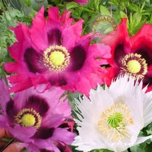 Zengarden Karabiberlik Gelincik Tohumu Karışımı Papaver Pepperbox