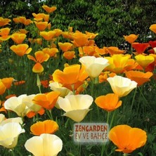 Zengarden Turuncu Gelincik Tohumu Acem Lalesi Eschscholzia Californica