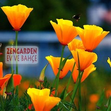 Zengarden Turuncu Gelincik Tohumu Acem Lalesi Eschscholzia Californica