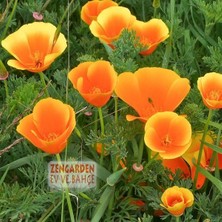 Zengarden Turuncu Gelincik Tohumu Acem Lalesi Eschscholzia Californica