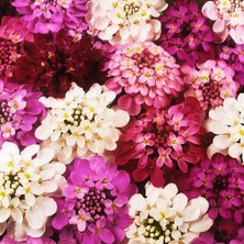 Zengarden Bodur Iberis Tohumu Candytuft Dwarf Fairy Mix