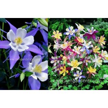 Zengarden Haseki Küpesi Tohumu Aquilegia x Hybrida Mckana Giants Mix Columbine