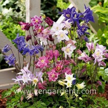 Zengarden Bodur Haseki Küpesi Tohumu Columbine Biedermeier Mix Aquilegia