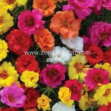 Zengarden Ipek Çiçeği Tohumu Katmerli Hibrit Portulaca Grandiflora