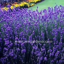 Zengarden Lavanta Latifolia Tohumu Aromatik Yağı Çıkartılan Lavandula