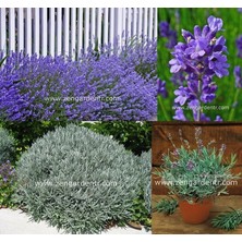 Zengarden Lavanta Latifolia Tohumu Aromatik Yağı Çıkartılan Lavandula