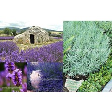 Zengarden Lavanta Latifolia Tohumu Aromatik Yağı Çıkartılan Lavandula