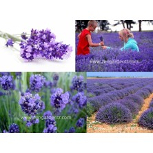 Zengarden Lavanta Latifolia Tohumu Aromatik Yağı Çıkartılan Lavandula