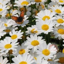 Zengarden Yayılıcı Papatya Tohumu Chrysanthemum Northern Lights